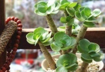 金钱木光杆了怎么办？