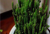 姬珊瑚什么时候开花 如何培育才能开花