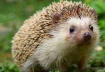 刺猬爱吃什么？