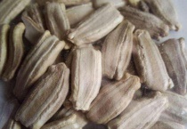 葫芦怎么种快发芽