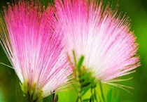 合欢花什么时候开花 附功效作用