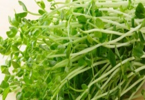 豆苗可不可以生吃 附豆苗家庭无土栽培多久？