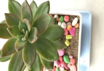 多肉布丁和铭月的区别？