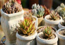 多肉抽芽怎么办？