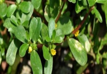 什么除草剂专杀马齿笕 附马齿笕除草剂使用注意事项