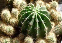 仙人球拦腰切还能活吗？