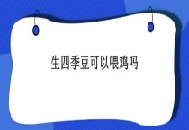 生四季豆可以喂鸡吗？