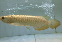 金龙鱼好养吗？