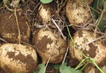 地瓜和红薯的区别？