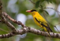 黄鹂百灵是一种动物吗？