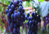 龙眼葡萄和巨峰有什么不同 哪些人不适合吃葡萄