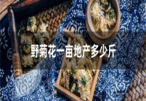 野菊花一亩地产多少斤
