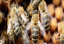 中蜂介王百分百成功方法 附介王的原理