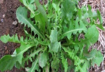 苦麻菜是不是曲麻菜 两者有什么区别？？