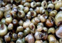 在家养田螺给他吃什么？