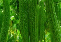 苦瓜白粉病的防治方法 附危害症状