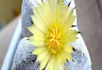 鸾凤玉干瘪怎么办？