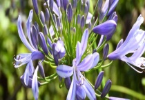 百子莲叶子下垂怎么办？