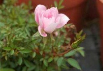 姬月季如何繁殖