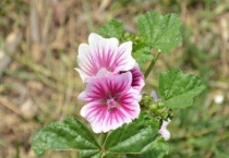 山锦葵是什么？