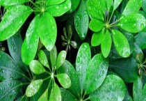 鸭掌木叶子发黄怎么办 发黄的原因是什么？