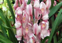 大花蕙兰烂根如何处理 注意这四个方面