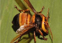 被一只虎头蜂蛰了会死吗 附中毒反应