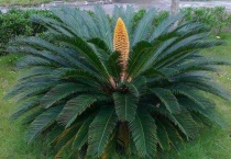 铁树有公母之分吗？