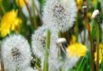 尿床草又叫什么名字