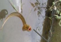 钓黄鳝用什么饵料？钓黄鳝的实用钓法有哪些？