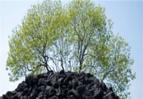 煤灰可以当肥料吗？