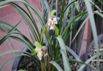 阿斯匹林适合浇什么花