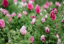 什么药材适合南方种植