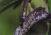 桃树生虫了怎么多久？