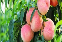 哪些水果适合在福建种植 附福建省概况