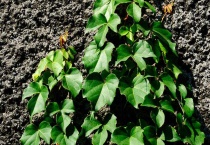 爬山虎是什么？