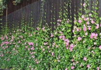 飘香藤怎么打顶