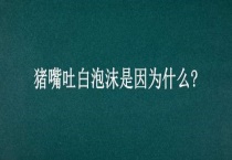 猪嘴吐白泡沫是因为什么？