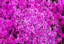 芝樱花种子可以撒播吗？