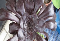 黑法师与墨法的区别？