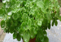 碰碰香什么时候开花 附开花多久？