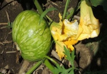 窝瓜和南瓜的区别？