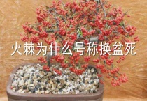 火棘为什么号称换盆死