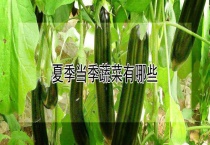 夏季当季蔬菜有哪些？
