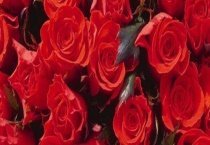 洛神花与玫瑰花有什么不同 从科属、花朵、叶子、果实等方面来区分