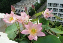 碗莲荷塘泥可以用沙子代替吗？