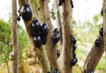 树葡萄结果需要几年 附树葡萄的种植前景