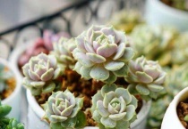 多肉可以晒太阳吗？