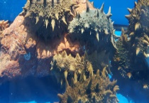 刺参和海参有什么不同 从底足、沙嘴、形态、背刺、口感等方面来区分