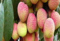 荔枝嫁接时间和多久？